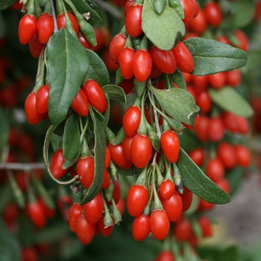 biloba 1 Ks