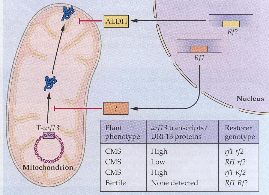 Mt DNA a cytoplazmatická samčí sterilita (CMS) u rostlin CMS kódována mitochondriálním genomem 150 druhů, 20 čeledí Kukuřice 3 plazmotypy cmst, cmss, cmsc, více jaderných genů obnovy Rf1, Rf2, Rf3,