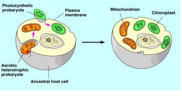 1) Genomy mitochondrií a chloroplastů