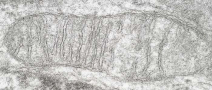 2) Mitochondrie a chloroplasty obsahují kružnicové