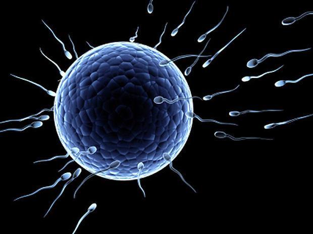 Závěry mládí končí ve čtyřiceti S rostoucím věkem mužů kvalita ejakulátu klesá U mužů starších 40 let stoupá riziko fragmentace DNA ve spermiích S mužem starším 40 let otěhotní žena za