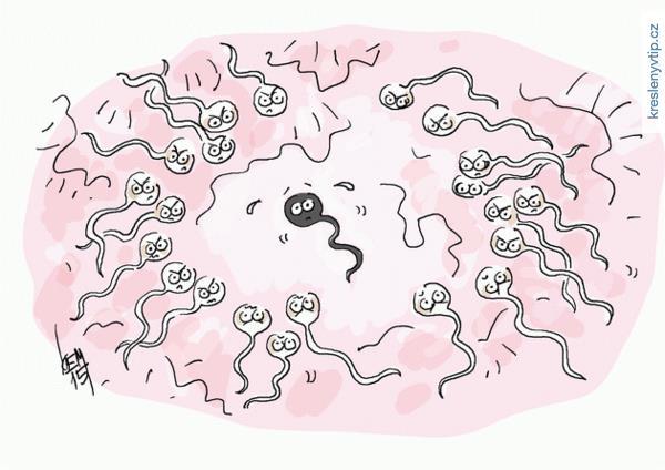 Věk a kvalita spermií v Čechách 110 VŠ studentů prům. 23 let (20 29 let) 72 % normozoosp., 14 % oligozoosp.