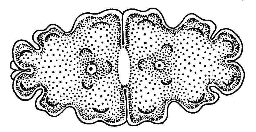 Euastrum sp.