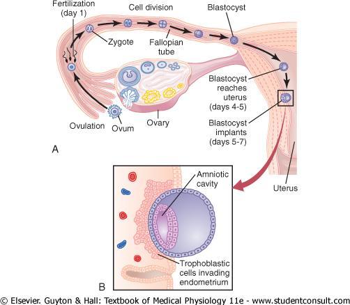 Aktivace vajíčka později zahrnuje syntézu maternální mrna pro translaci, změny v proteinové syntéze a aktivaci zygotického genomu. (Evans, a další, 2002) Obr. 1 Průběh fertilizace. (fyziologie.lf2.