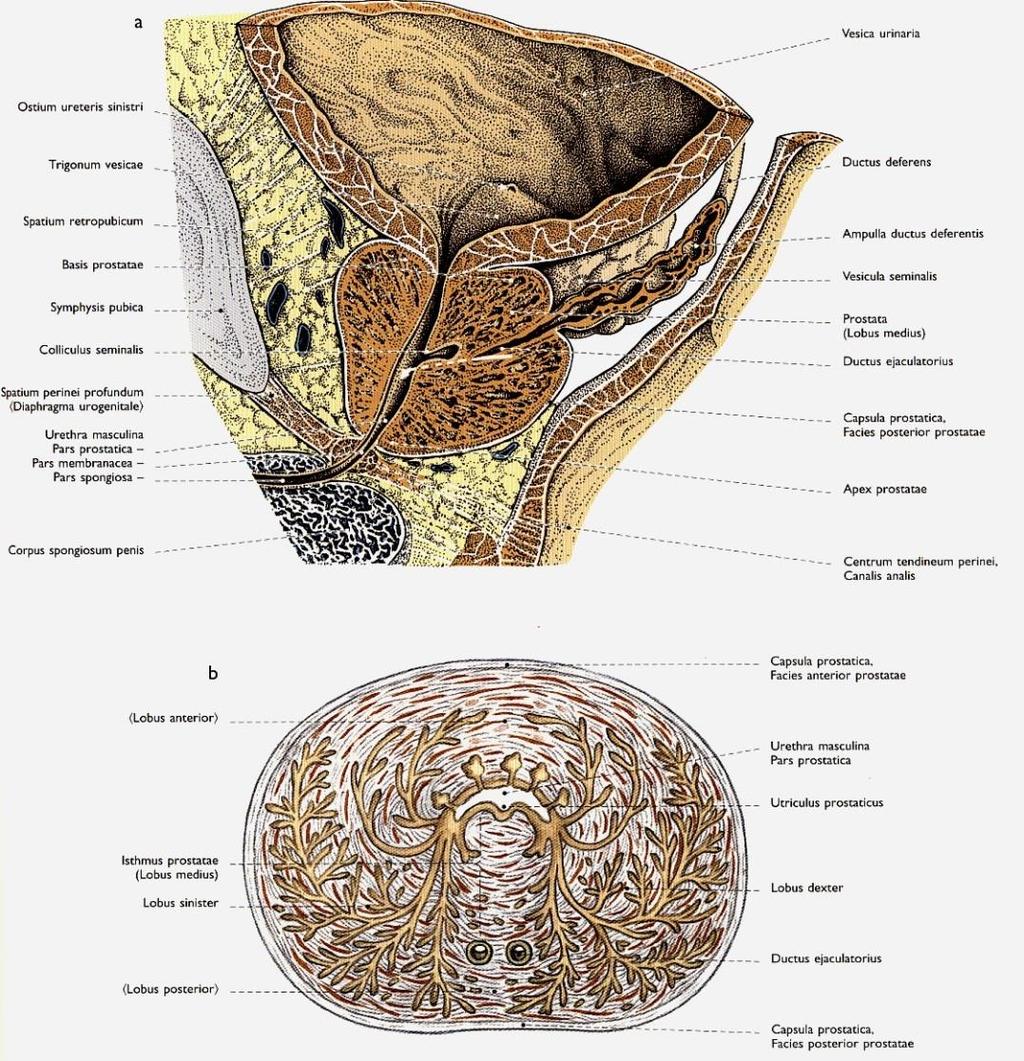 Prostata (sagit.