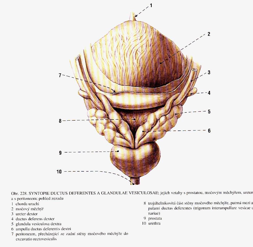 prostatae urethra ductus
