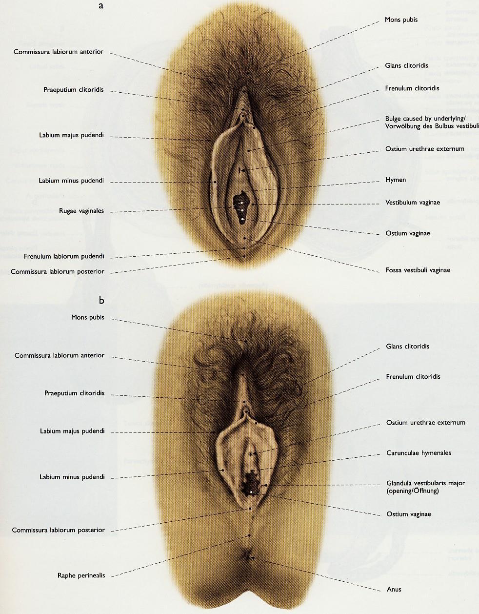 Perineum -