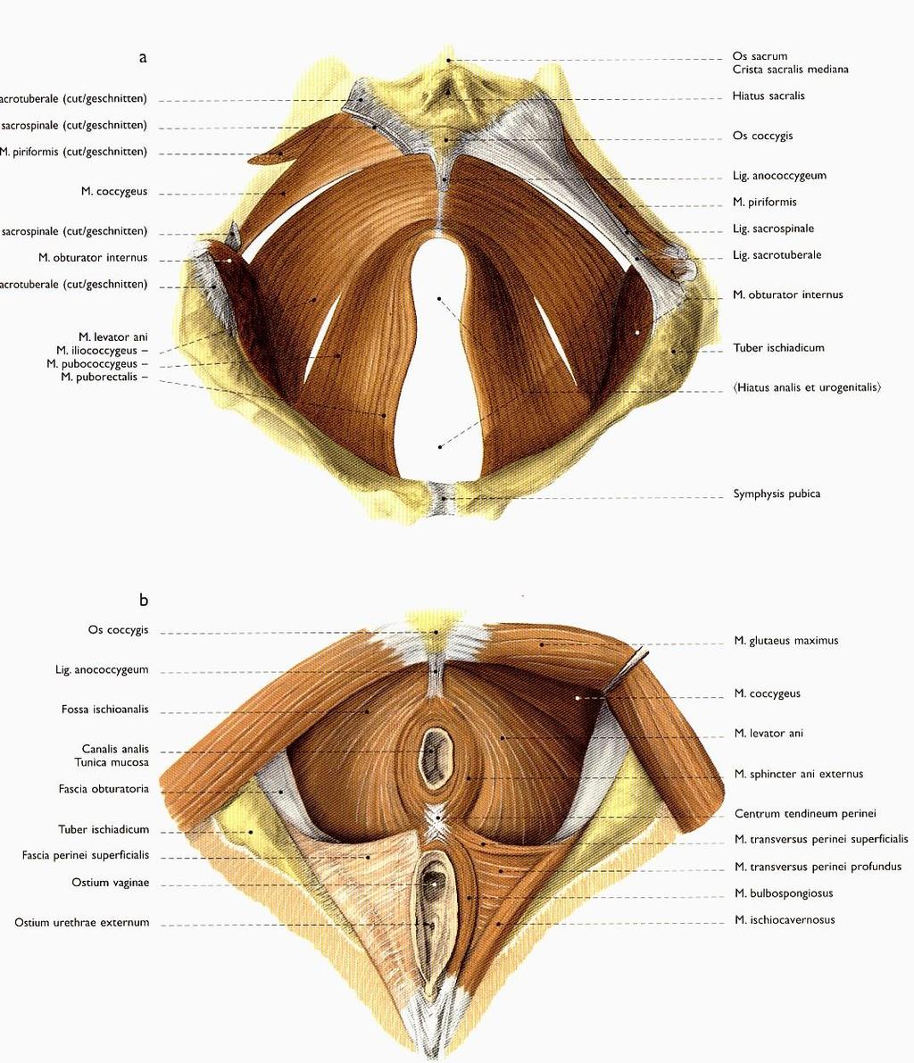 Diaphragma pelvis Pohled do malé pánve
