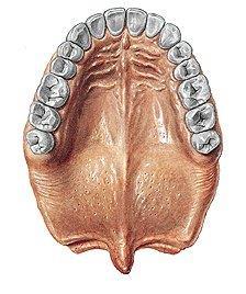Palatum durum