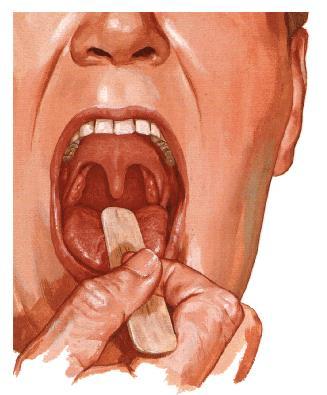 Cavum oris proprium dentes lingua palatum tonsilla palatina glandulae