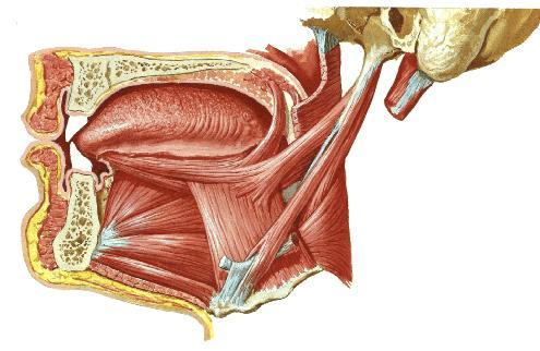 linguae Extraglossální svaly: m. genioglossus m. hyoglossus m.