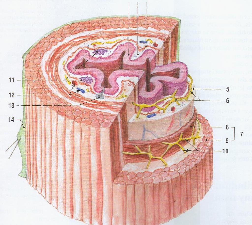 Stěna trávicí trubice : 1 tunica mucosa sliznice 2 tunica submucosa podslizniční vazivo 8,9