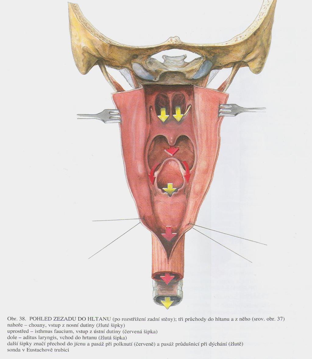 Konstriktory a