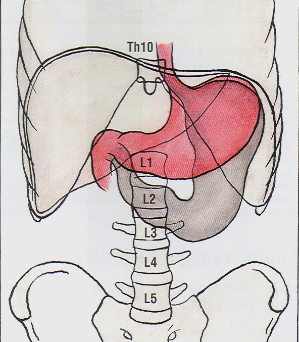 Žaludek - Ventriculus, seu gaster tvar