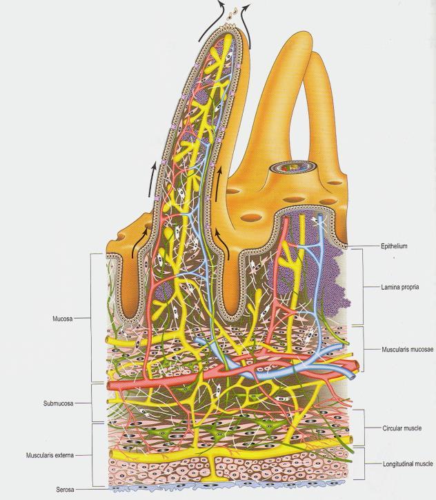 Tenké střevo Intestinum tenue Části tenkého střeva: duodenum-dvanáctník jejunum-lačník ileum-kyčelník Sliznice