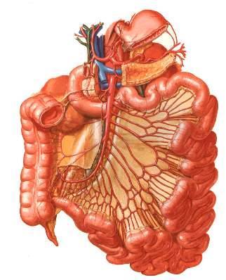 Radix mesenterii MESENTERIUM A. mesenterica superior Aa. jejunales Aa.