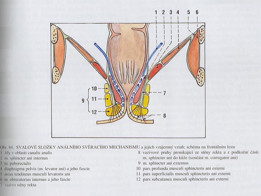 externus žlutě 1