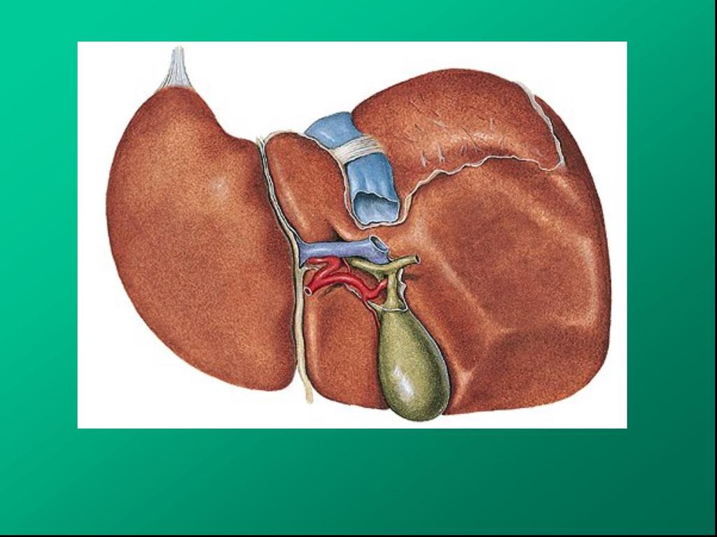 Hepar facies visceralis Porta hepatis: v.portae lobus caudatus v.