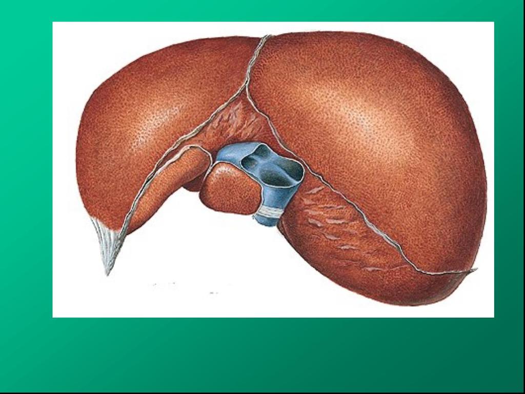 Hepar pohled shora lobus sinister lobus caudatus