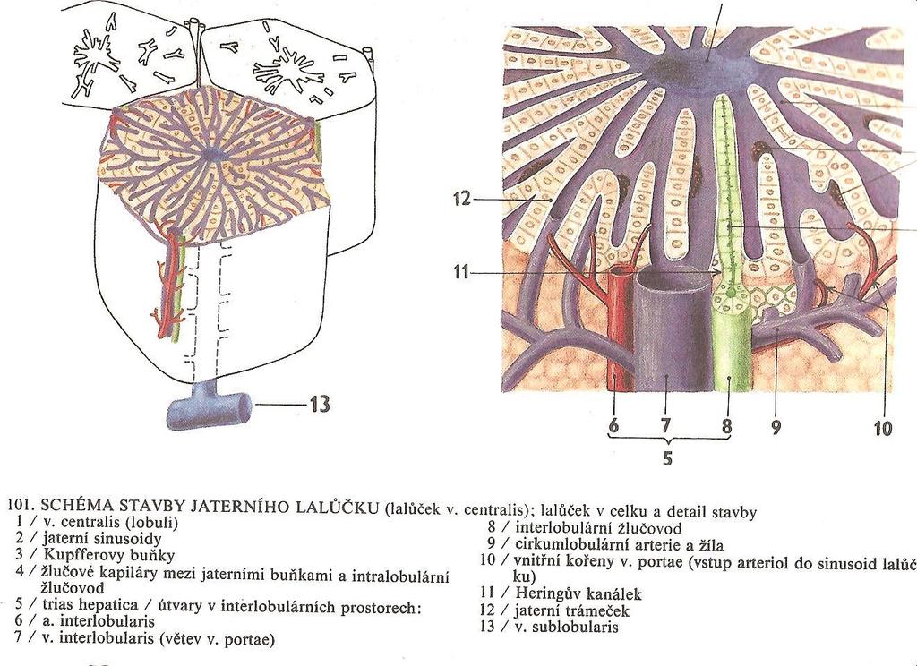 Jaterní lalůček - vnitřní žlučovody (zeleně) v.