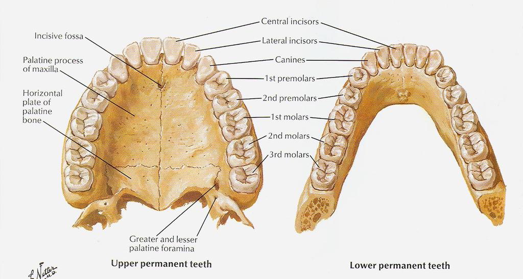 Permanentní chrup arcus dentalis