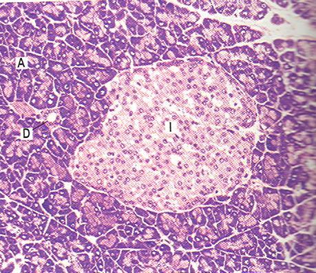Pancreas: exokrinní sekrece trávicí enzymy endokrinní