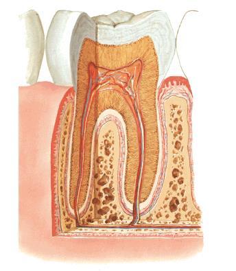 Stavba zubu korunka corona krček cervix radix kořen apex radicis