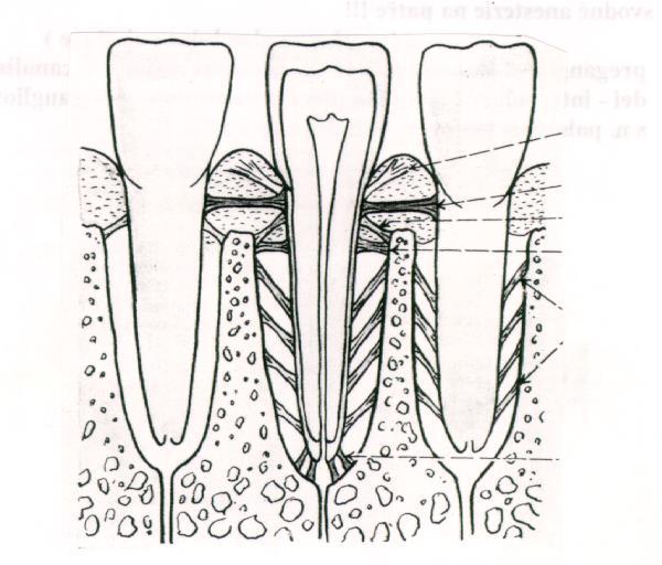 Fixační aparát zubu Periodontium (ozubice)