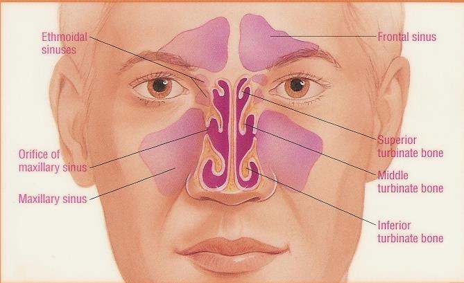 Paranasální dutiny ( sinusy) - vedlejší dutiny nosní - světle