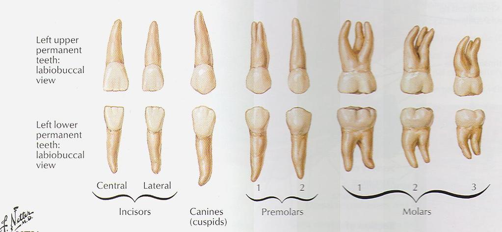 Dentes permanentes stálý chrup (tzv.