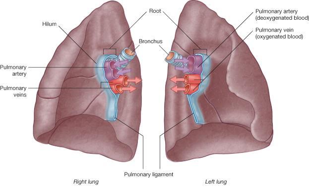Hilus pravé a levé plíce bronchi, arteriae et venae arteriae pulmonales odkysličená