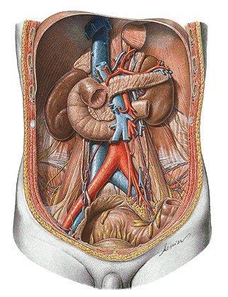 Retroperitoneum