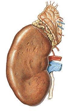 Útvary v hilu ledviny