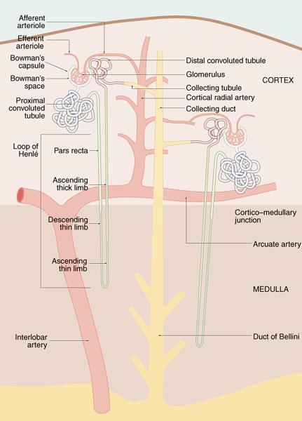Corpusculum renale = Malpighio tělísko = glomerulus + Bowmanovo Pouzdro Tubulus