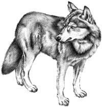 príroda... Vlk dravý lat. Canis lupus Určite poznáte toto zviera. Uţ ako malí ste o ňom čítali v rozprávkových kniţkách - Červená čiapočka, Maťko a Kubko.