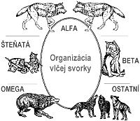 Na Slovensku už žije len pár jedincov... Aj na Slovensku bol cielene hubený. V roku 1975 ţilo len pár jedincov na našom území. V rokoch 1995 1999 bol celoročne chránený.