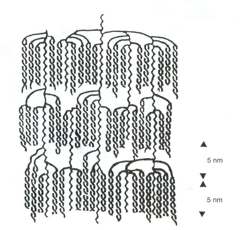 Amylopektin Some of chains form double helixes http://glycopedia.eu/introduction-64 Imberty A., Pérez S.