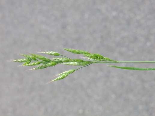 tráva, která roste ve svazčitých drobných trsech. Tento druh má poměrně krátkou vegetační dobu. Čepele listů jsou charakteristické dlouhými trichomy na povrchu z obou stran listu.
