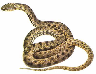 užovku od zmije a čím se od sebe liší?