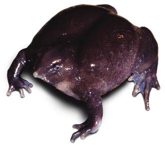 Nasikabatrachidae Leptodactylidae