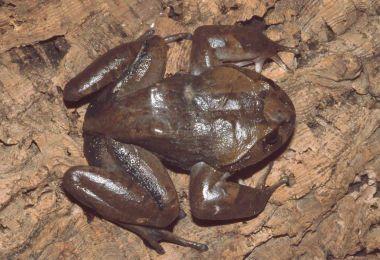 Caudiverbera caudiverbera Lepidobatrachus
