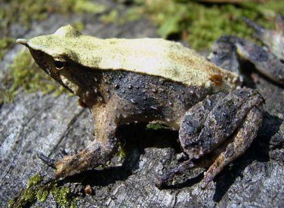 záhyby (dýchání z vody) Arthrolepidae