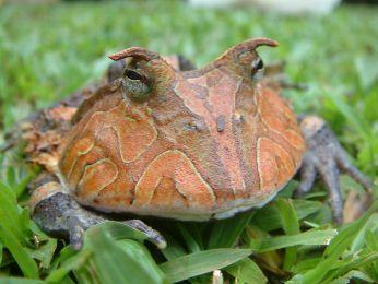 Seychelles.'' Nature, 425, 711-714.