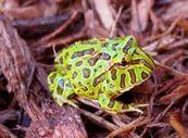 Velká, hrabavá, vztahy k Sooglossidae (4 spp.