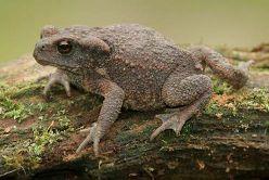 ropuchovití - Bufonidae: subkosmopol. 380 spp: B.