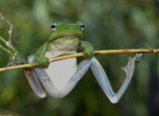 metamorfose Bufo calamita Atelopus 50 spp.