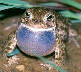 zelená Hyla arborea, listovnice Phyllomedusa (snůška v