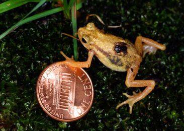 spp.: rosnice Litoria parosničkovití - Microhylidae: