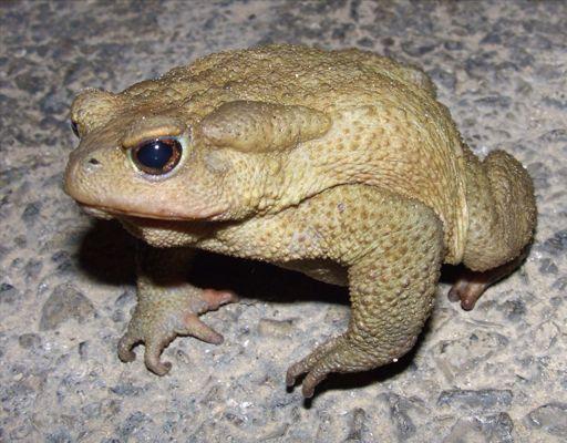 osifikace lebky (včetně kůže)inguinální tuková tělesa,