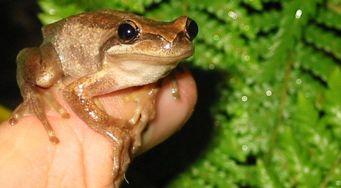 treefrogs) contains the curious Cyclorana platycephala